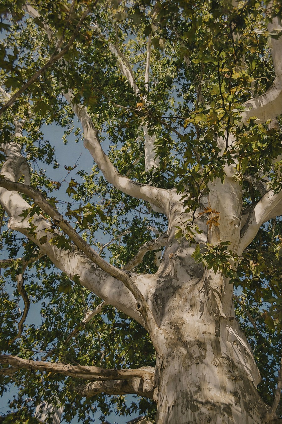 Cover image for The Righteous Old Sycamore
